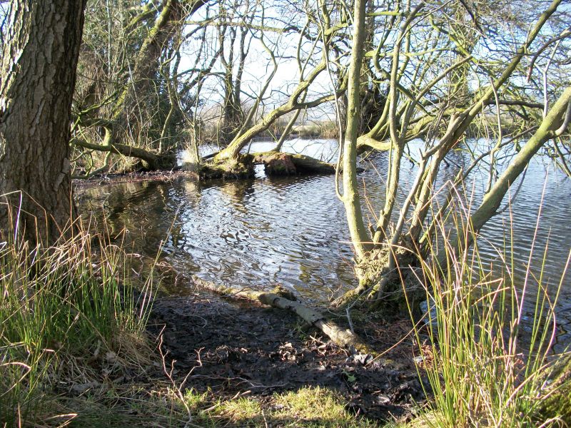 Pond Feb.JPG